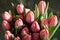 Bouquet of unopened tulips on a dark background in the sun