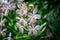 Bouquet of vanda orchid with blur background