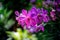 Bouquet of vanda purple orchid with blur background