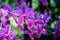 Bouquet of vanda purple orchid with blur background