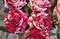 Bouquet of variegated red and white roses