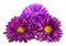 Bouquet of violet asters on white background