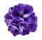 A bouquet of violet begonias on a white isolated background with clipping path. Close-up without shadows.