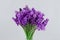 Bouquet of violet Muscari. Spring flowers. White background