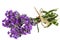 Bouquet of violet wild lavender flowers, tied with bow, isolated