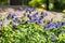 Bouquet of violet wildflowers Aquilegia is on a green leaves background