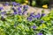 Bouquet of violet wildflowers Aquilegia is on a green leaves background