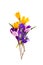 Bouquet of violet and yellow crocuses Crocus vernus and hepatica liverleaf or liverwort on a white background. Top view, flat