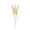 Bouquet of wheat ears hand drawn with contour lines on white background. Cultivated cereal plant, grain or crop