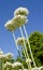 Bouquet of white agapanthus