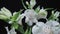 Bouquet of white alstroemerias with open flowers and buds on black studio background. Blooming flowers with petals and