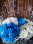 Bouquet of white and blue chrysanthemums