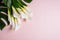 Bouquet  of White calla lilies and monstera leafs on pink background with copy space, top view