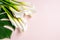 Bouquet  of White calla lilies and monstera leafs on pink background with copy space, top view