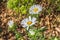 A bouquet of white chamomiles of wildflowers in a summer garden