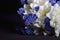 Bouquet of white chrysanthemum and blue grape hyacinth on black