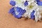 Bouquet of white chrysanthemum and blue grape hyacinth on cork b