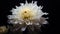 a bouquet of white chrysanthemums against a dark, monochromatic background, emphasizing the purity and grace of these