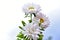 A bouquet of white chrysanthemums against a white sky