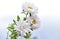 A bouquet of white chrysanthemums against a white sky