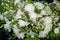 Bouquet of white chrysanthemums for wedding car decoration