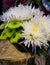 Bouquet of white dahlias