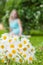 Bouquet of white daisies meadow lies on green grass