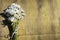 Bouquet of white daisies on a wooden background, chamomiles on the table.