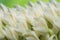 Bouquet White Dendrobium secundum, Epidendroideae flower over green nature background. Macro bloom tropical toothbrush orchid