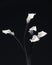 bouquet of white flowers callas a black background