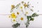 A bouquet of white flowers cosmea or cosmos with ribbon on white boards. Garden yellow flowers over handmade wooden table backgrou