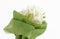 Bouquet of white freesias, white background