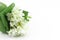 Bouquet of white freesias, white background