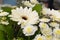 Bouquet of white Gerbera flowers daisy Camomiles