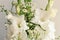 Bouquet of white gladioli. Whiteness delicate gladiolus flowers. Close up on white background