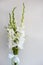Bouquet of white gladioli. Whiteness delicate gladiolus flowers on white background