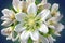 A bouquet of white hellebore flowers on a blue background