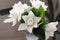 Bouquet of white jasmin with green leafs on gray background. Horizontal view.