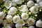 Bouquet of white jasmine flowers with water drops