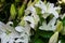 Bouquet of white lilies. Background of bright flowers