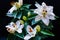 Bouquet of white lilies. Beautiful white lilies