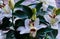 Bouquet of white lilies. Beautiful white lilies