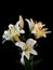 Bouquet of white lilium flowers