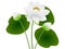 Bouquet of white lotuses with green leaves.