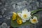 Bouquet of white lotuses and yellow water lilies on a gray aged background