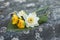 Bouquet of white lotuses and yellow water lilies on a gray aged background