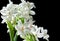 Bouquet of White Paperwhite Narcissus Flowers