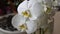 Bouquet with white phalaenopsis orchid flowers.