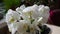 Bouquet with white phalaenopsis orchid flowers.