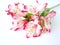 Bouquet of White and Pink Alstroemeria flowers